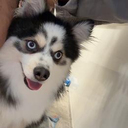Leo - Pomsky