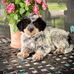 Millie - Blue female Assorted Doodle Crosses puppy in Ohio from Holley Doodles