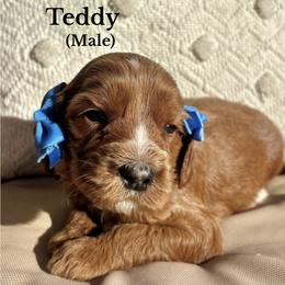 Teddy - Red male Australian Labradoodle puppy in Citrus Heights, California from Elite Blend Labradoodles