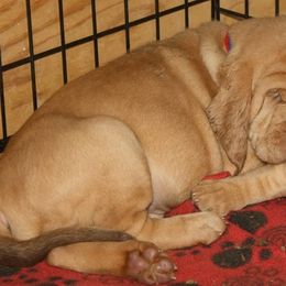 Bloodhound and Mastiff Puppies from Teoc Bloodhounds and Mastiffs