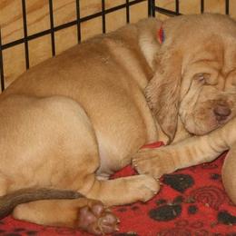 Bloodhound and Mastiff Puppies from Teoc Bloodhounds and Mastiffs