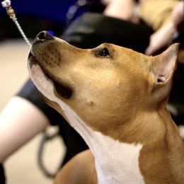 Kestra - American Staffordshire Terrier