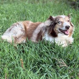 Reese - Miniature Australian Shepherd