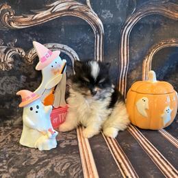 Berry - Black and tan parti male Pomeranian puppy in Success, Missouri from Sweet Success