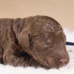 Cupid (Black Collar) - Chocolate male Goldendoodle puppy in Palmetto Bay, Florida from SOMIDOODLES