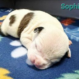 Sophia - Brown brindle female American Staffordshire Terrier puppy in Clintwood, Virginia from SkyBlue Kennel