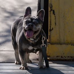 Risky - French Bulldog
