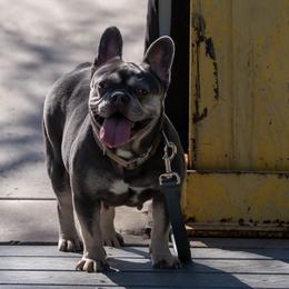 Risky - French Bulldog