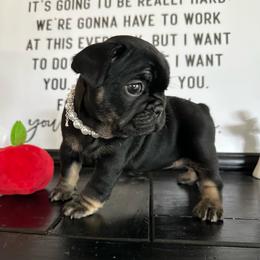 Bessie from OFA'd parents - Black and tan female French Bulldog puppy in Billings, Montana from Montana Made Frenchies