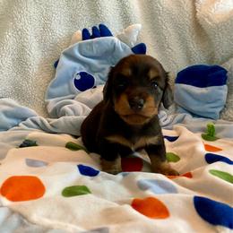 Priscilla-Girl 1 - Black and cream female Dachshund puppy in Wolf Lake, Indiana from Canisteo Dachshunds