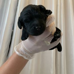 Sheepadoodle Puppies from Riley Grace Puppies