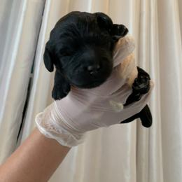 Sheepadoodle Puppies from Riley Grace Puppies
