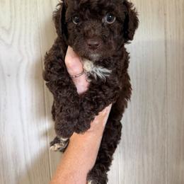 Reagan - Chocolate female Goldendoodle puppy in Lancaster, Kentucky from Dream Paws Puppies, LLC