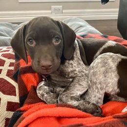 German Shorthaired Pointer Puppies from Michele Hierholzer