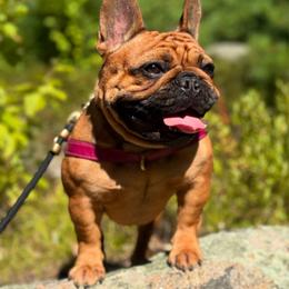 Kassia - French Bulldog