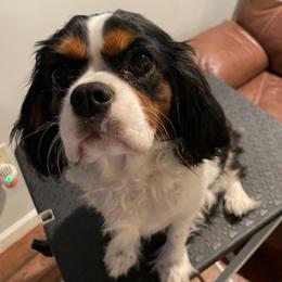 Minnie - Tri-color female Cavalier King Charles Spaniel puppy in Meredith, New Hampshire from Meant To Be Cavalier King Charles Spaniels