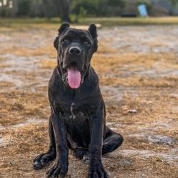Velma - Black brindle female Cane Corso puppy in Sandia, Texas from OneTime Cane Corso