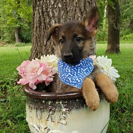 Alaskan Malamutes and German Shepherds from Willowhaus