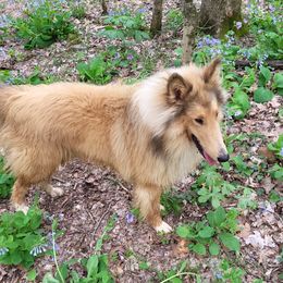 Roscoe - Collie