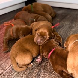 Boy 2 - Yellow male Labrador Retriever puppy in Burton, Michigan from Sunbrooke Acres