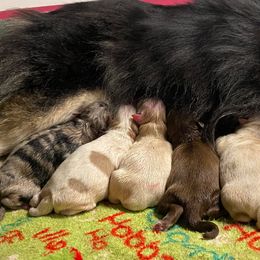 Pomsky puppies from Pocket Pomskys