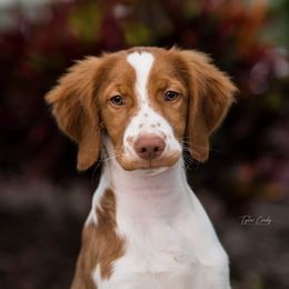 Brittany Puppies from Lakeview Brittanys
