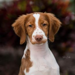 Brittany Puppies from Lakeview Brittanys