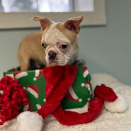 Beamer - Seal and white male Boston Terrier puppy in Newaygo, Michigan from Michigan Boston Terriers