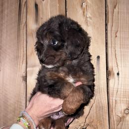 Jack - Blue merle male Aussiedoodle puppy in Churchill County Fallon, Nevada from Card Family Ranch