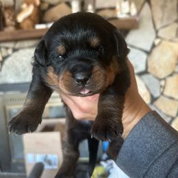 Mini - Black and mahogany female Rottweiler puppy in Salt Lake City, Utah from Snubnose Rottweilers LLC