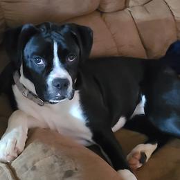 Boxers and Chihuahuas from Wilson's Boxers
