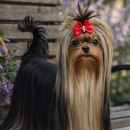 Biewer Terriers, Maltese, Maltipoos, Poodles, and Yorkshire Terriers from Yorkie & Maltese Royalty