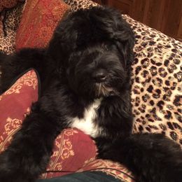 Portuguese Water Dog Puppies from Bela Vida PWDs
