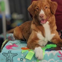 Nova Scotia Duck Tolling Retriever All Grown Up from RiverSong Tollers