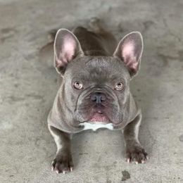 Tucker - French Bulldog