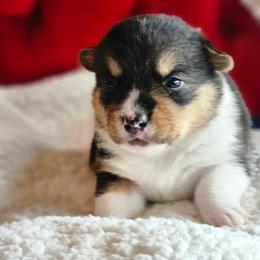 Twizzler - Black and tan female Pembroke Welsh Corgi puppy in Frontenac, Kansas from Holloway Corgis