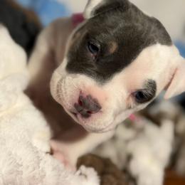 Winx - Blue tri-color female American Bully puppy in Princeton, Texas from District 12 Kennels