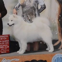 Sandi - Samoyed
