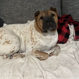 Lyra - Chinese Shar-Pei