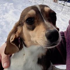 Flair - Dachshund