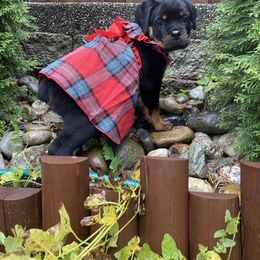 Girl 1 - Black and rust female Rottweiler puppy in Marysville, Washington from Kevin's Rottweilers