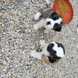 Saint Bernard Puppies from Dementhon Saint Bernards