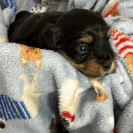 Flip - Black brindle male Havanese puppy in North Richland Hills, Texas from A Royal Havanese Court