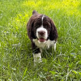 Blue - Liver and white male English Springer Spaniel puppy in St. Louis, Missouri from Three Doves