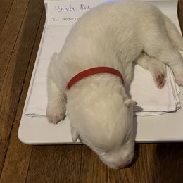 Boy 1 - Siberian Husky puppy in Columbus, Ohio from Jamuison’s Siberian Huskies