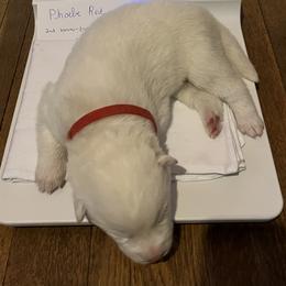 Boy 1 - Siberian Husky puppy in Columbus, Ohio from Jamuison’s Siberian Huskies