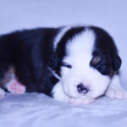 Finn - Black tri-color male Australian Shepherd puppy in Easton, Missouri from MMA Kennel