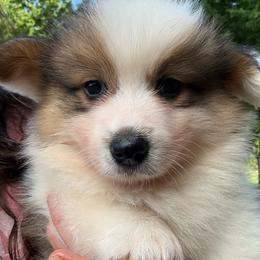 Grant-fluffy - Sable and white male American Corgi puppy in Stillwater, Oklahoma from Steele Family Farms