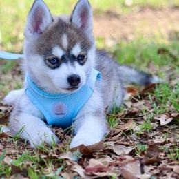 Snookums - Gray and white male Pomsky puppy in Denham Springs, Louisiana from Bayouland Pomskies