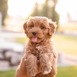 Muffin - Red  female Goldendoodle puppy in Meridian, Idaho from Country Club Doodles
